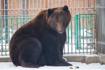 Весна близко: в Абаканском зоопарке проснулся медведь Андрюша