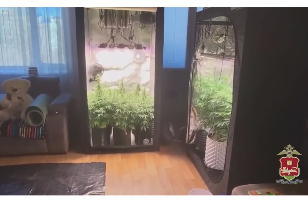 В квартире абаканца обнаружили теплицу для марихуаны и галлюциногенные грибы