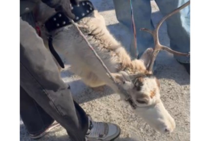 Полиция Красноярского края проверяет факт жестокого обращения с оленем на масленичной ярмарке