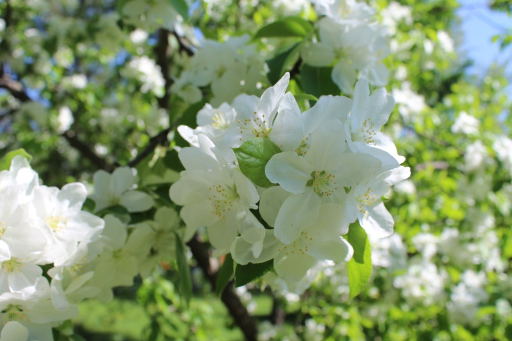 В Абакане возродят исторический яблоневый сад
