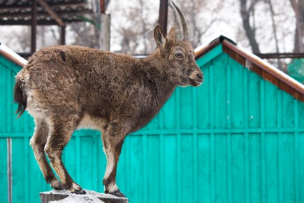 Абаканский зоопарк с весной продлевает часы работы