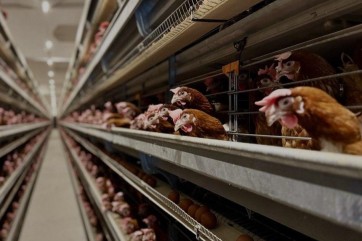 В Боградском районе построят мясную птицефабрику за 1,5 млрд рублей