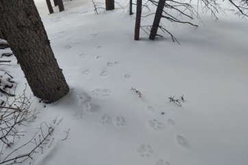 В Саяно-Шушенском заповеднике насчитали 18 снежных барсов