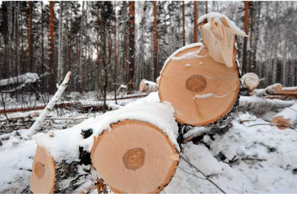 В Хакасии 20-летний житель осужден за рубку 20 берез