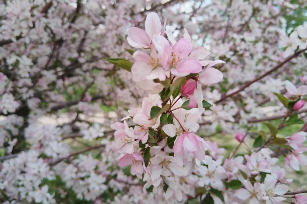 В Абакане в 2026 году высадят 2500 деревьев и кустарников