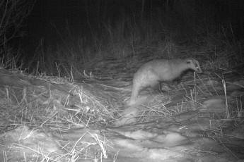 Первые вестники весны: барсуки вышли из спячки в заповеднике "Хакасский"