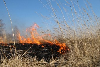 Пал в двух километрах от Пригорска ликвидирован, пострадавших нет
