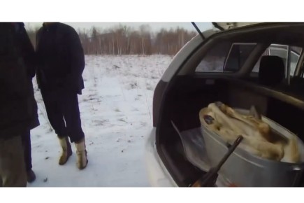 Троих жителей Красноярского края с тушей косули взяли с поличным в Хакасии