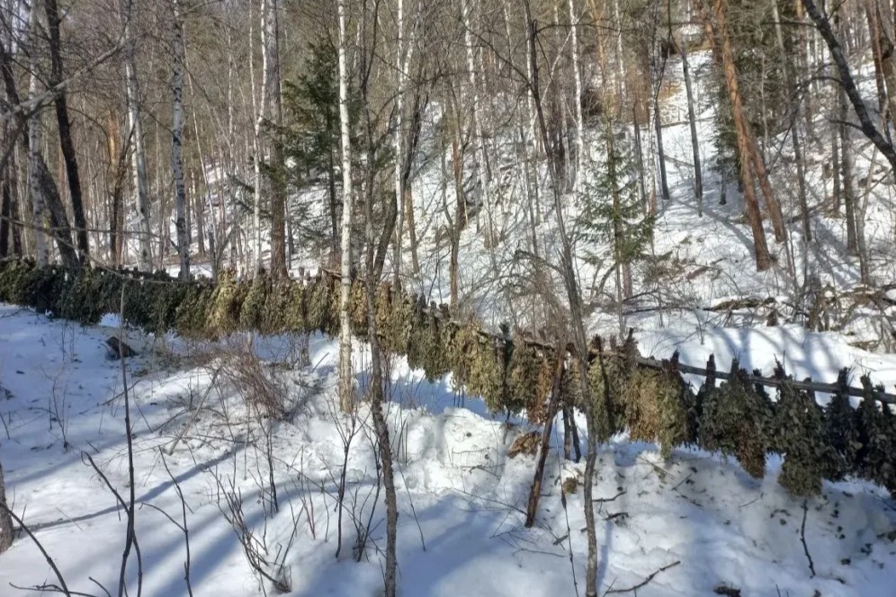 В таштыпской тайге развесили свыше 200 березовых веников для подкормки копытных