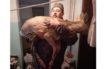 В Красноярском крае полицейский и охотовед спасли косулю, забравшуюся в квартиру