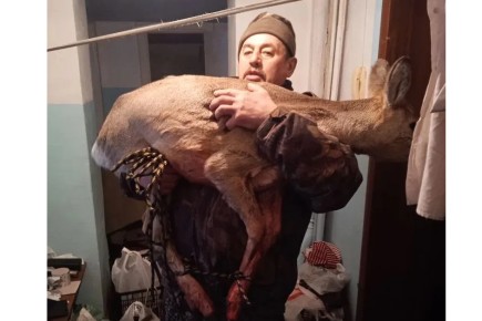 В Красноярском крае полицейский и охотовед спасли косулю, забравшуюся в квартиру