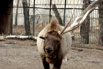 В абаканском зоопарке появился "единорог"