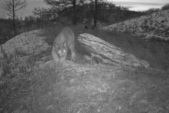 Рысь Хан патрулирует заповедные просторы Хакасии