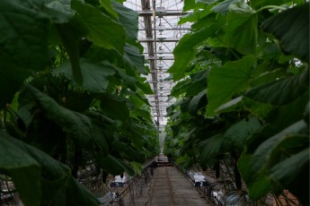 Тепличный комплекс «Воскресенский» прекратил работу в Хакасии