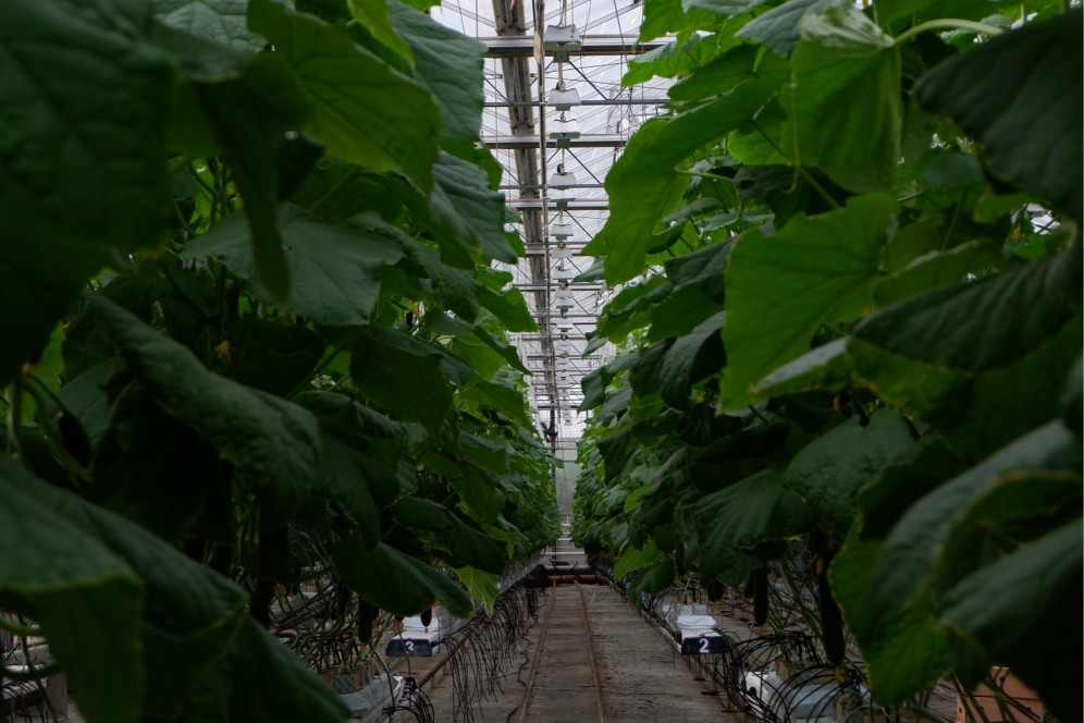 Тепличный комплекс «Воскресенский» прекратил работу в Хакасии