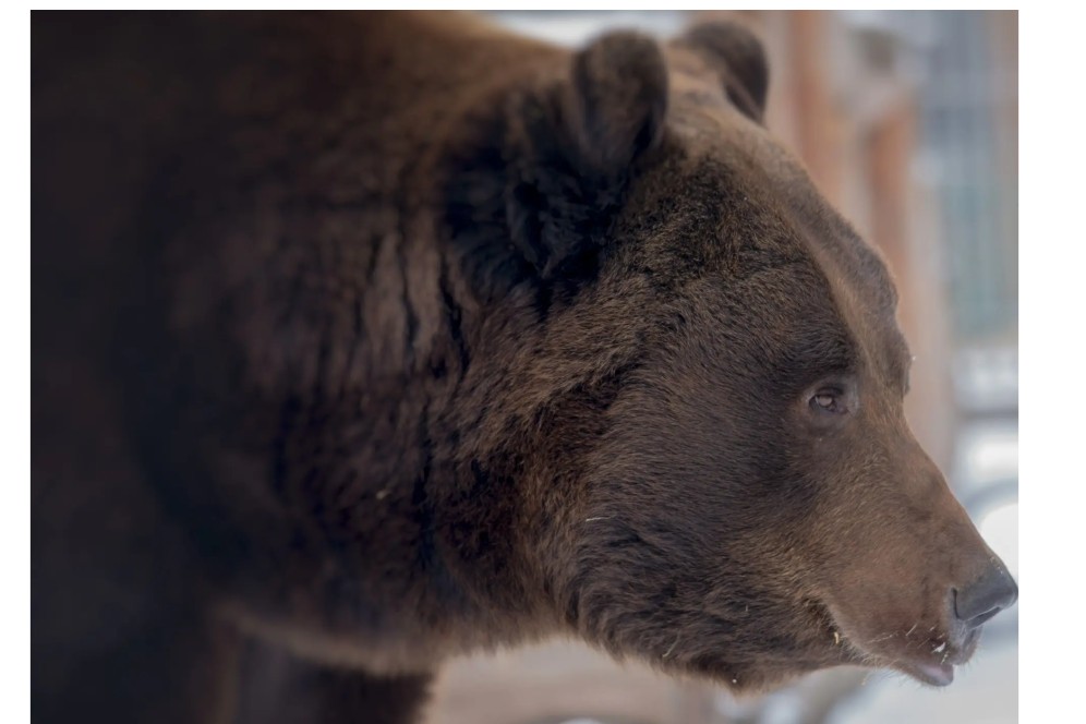 С 25 марта в Хакасии стартует прием заявок на весеннюю охоту на медведя