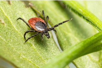 В Сибири после температурных колебаний ждут нашествия агрессивных клещей