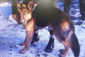 В Черногорске хозяйку собаки обвиняют в причинении тяжкого вреда здоровью ребенку - дело передано в суд