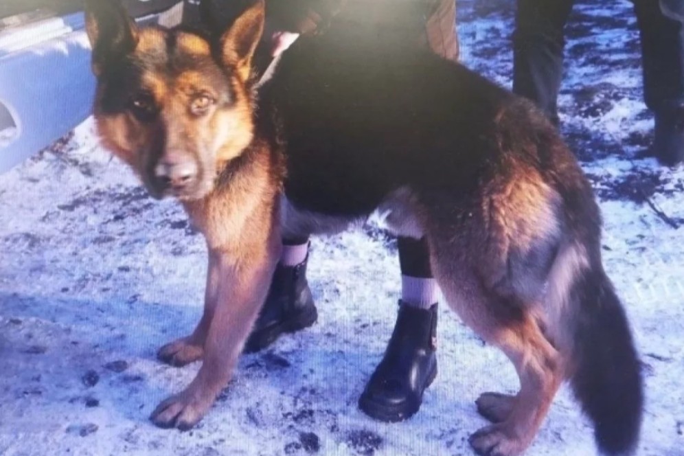 В Черногорске хозяйку собаки обвиняют в причинении тяжкого вреда здоровью ребенку - дело передано в суд