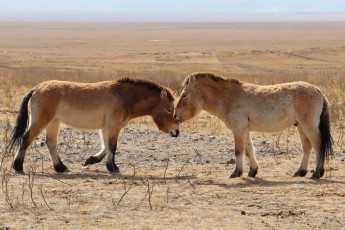 Хакасия рассчитывает получить первое потомство лошадей Пржевальского в 2027 году