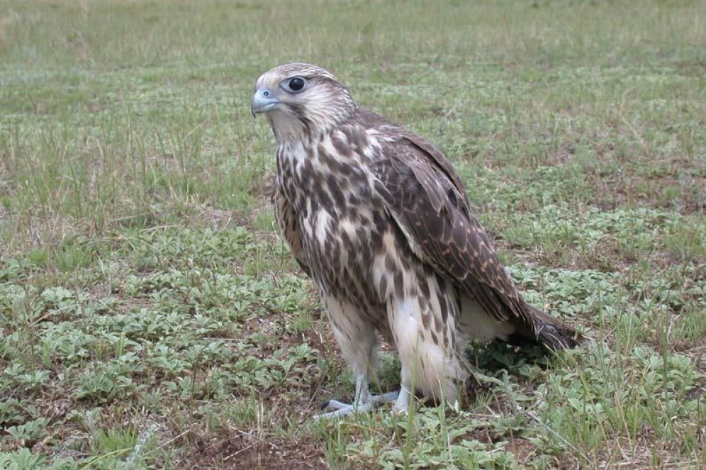 Хакасский заповедник примет весной 40 соколов-балобанов для акклиматизации