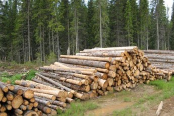 Житель Абазы незаконно вырубил ели, березы и сосны и получил штраф