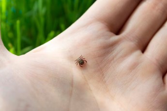 От укусов клещей в Хакасии уже пострадали 30 человек