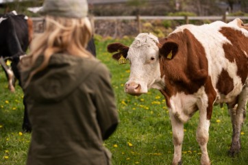 Уголовное дело о краже скота на 1 млн рублей направлено в суд в Хакасии