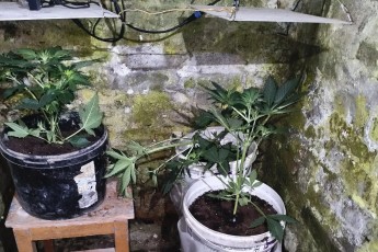 Житель Саяногорска выращивал коноплю в гараже и стал фигурантом уголовного дела