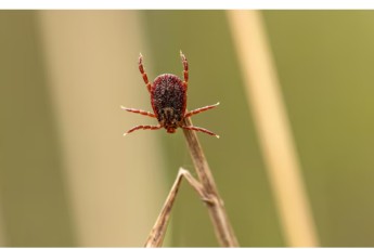 Клещи в Хакасии покусали 91 жителя, наибольшая активность в Саяногорске и Абазе