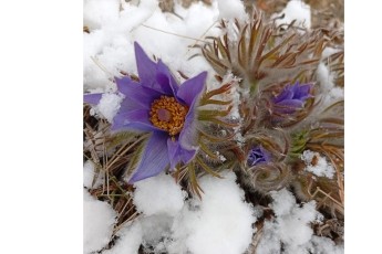 В заповеднике "Хакасский" среди снега появились первоцветы