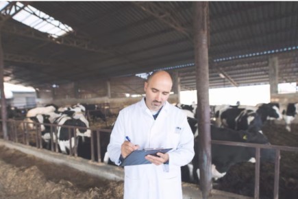 В Хакасии усиливают маркировку и учет скота для предотвращения болезней животных