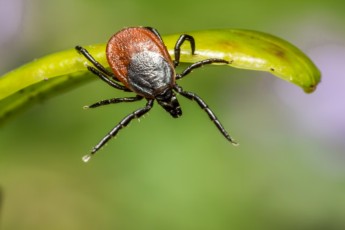 Двое детей в Хакасии после укусов клещей заболели клещевым тифом, третий - боррелиозом