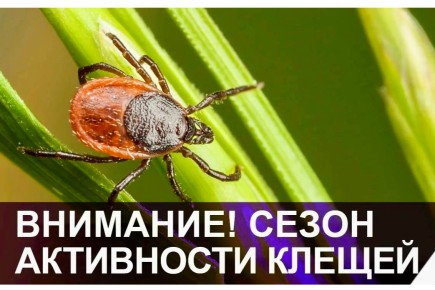 В Саяногорске первый случай клещевого энцефалита - Минздрав республики призывает быть осторожными