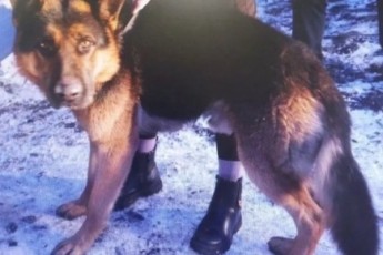 Жительница Черногорска заплатит миллион за нападение собаки на ребенка