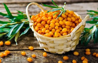 В Хакасии появится самый большой в России сад