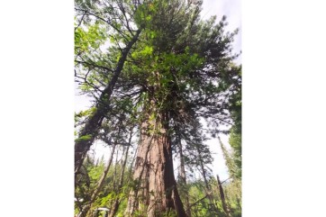 Священный кедр Хакасии поборется за звание «Российское дерево года»