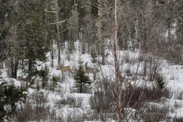 Зимний учет показал рост популяций диких животных в Хакасии