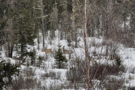 Зимний учет показал рост популяций диких животных в Хакасии