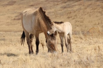 В Хакасии появился первый жеребенок лошади Пржевальского