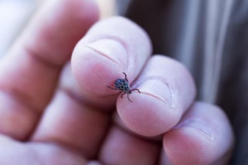 В Хакасии с начала эпидсезона клещи укусили 220 человек, включая 47 детей