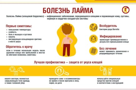 В Хакасии напомнили о защите от клещевого боррелиоза