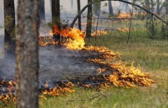В Хакасии сборщик черемши спалил 18 га леса