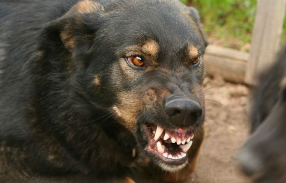 На жителя Абакана набросилась бешеная собака