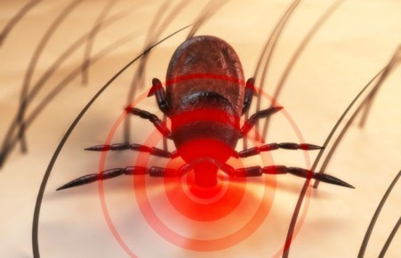 В Хакасии наступил пик активности клещей