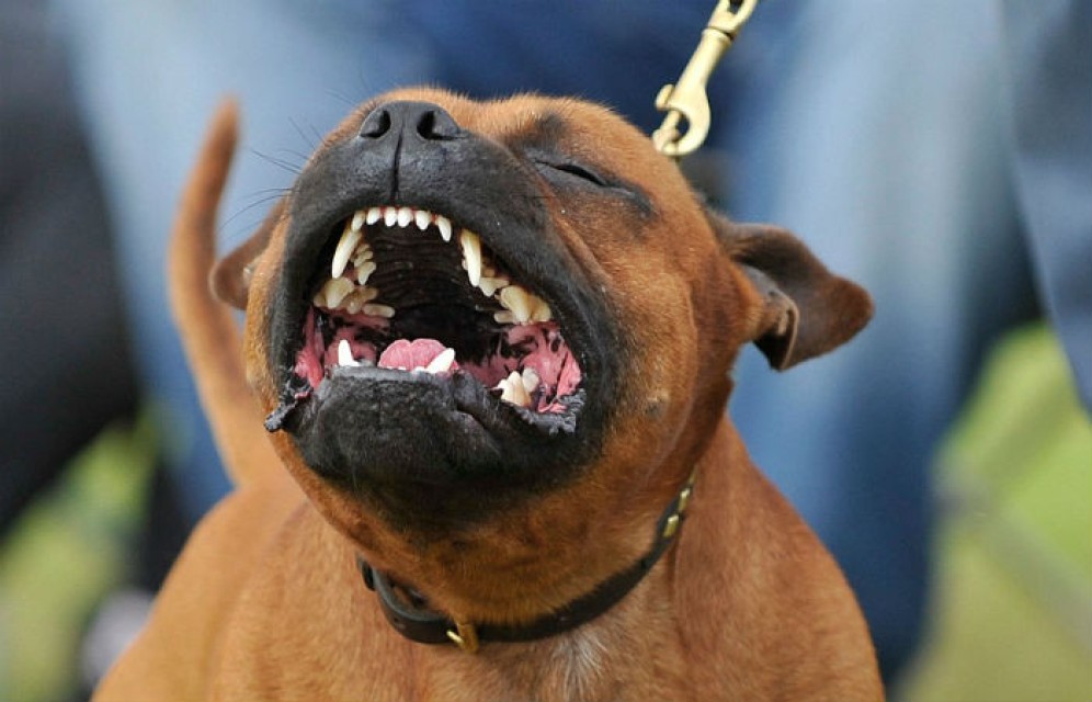 В Хакасии два стаффордшира искусали 3-летнего мальчика - ребенок в реанимации