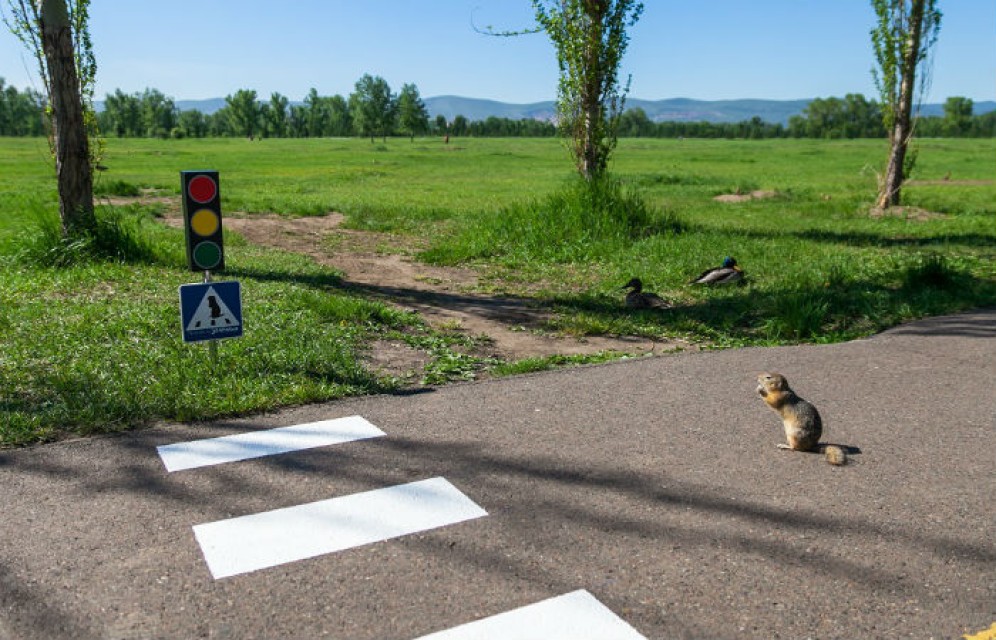 В Красноярске появился пешеходный переход для сусликов