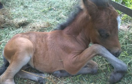 В Абаканском зоопарке пополнение пони
