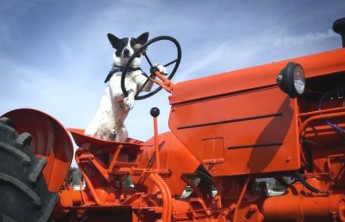 Собака на тракторе придавила 70-летнего хозяина-мультимиллионера