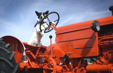 Собака на тракторе придавила 70-летнего хозяина-мультимиллионера